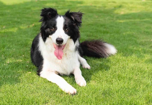 賢い犬ランキングtop5 学習能力が高い犬を飼う際の注意点を解説 獣医師監修 わんクォール 賢い犬ランキングtop5 学習能力が高い犬を飼う際の注意点を解説 獣医師監修 わんクォール