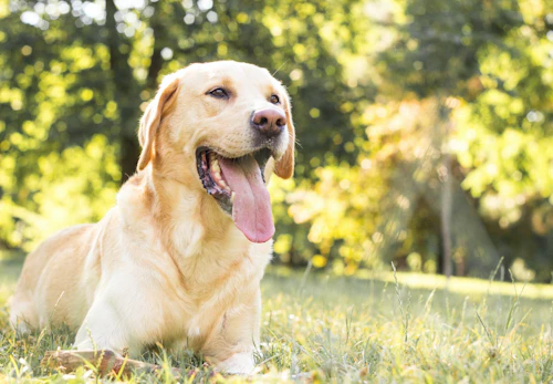 ラブラドール レトリーバーの平均寿命は 長生きさせる秘訣やかかりやすい病気について解説 獣医師監修 わんクォール ラブラドール レトリーバーの平均寿命は 長生きさせる秘訣やかかりやすい病気について解説 獣医師監修 わんクォール