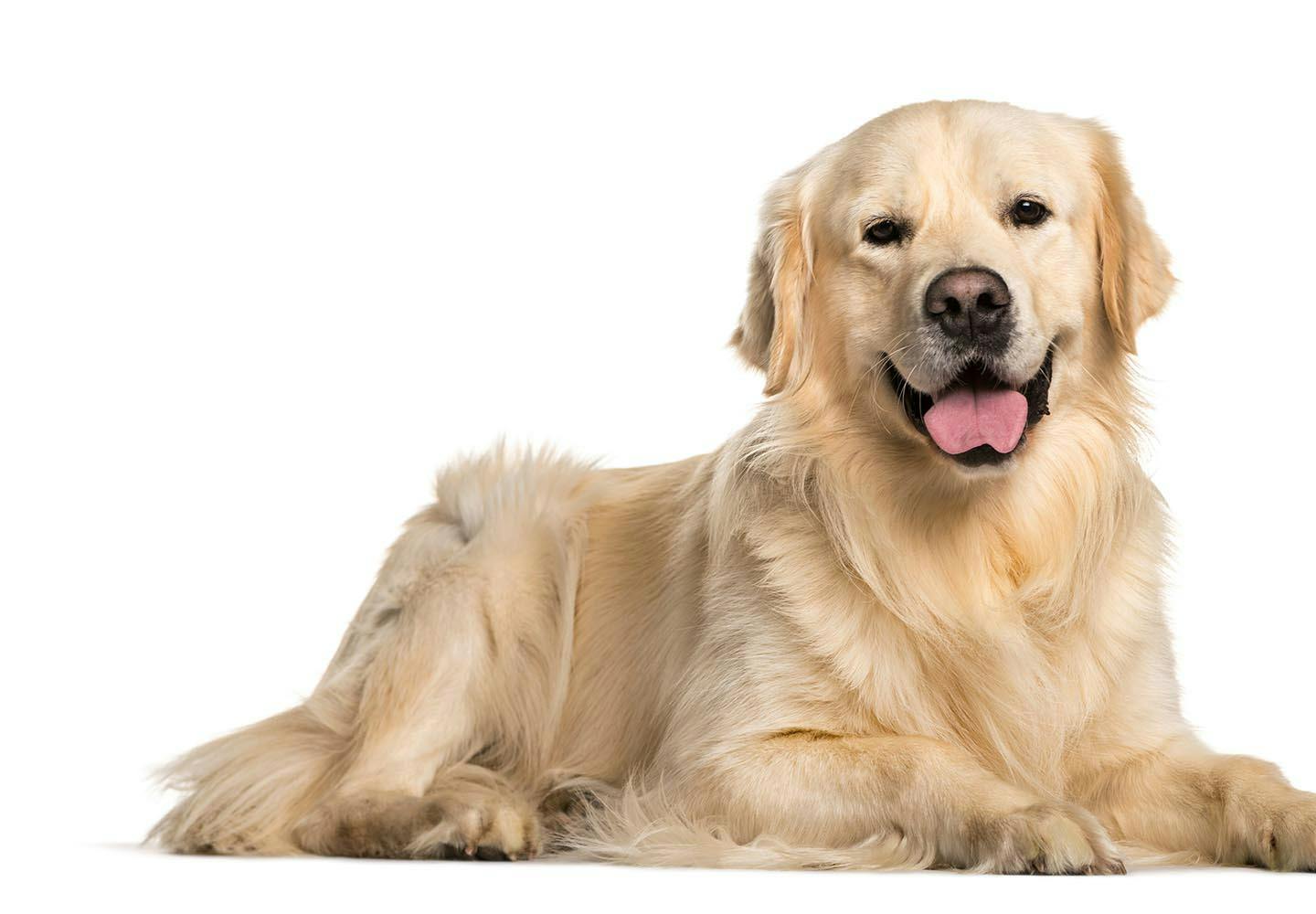 賢い犬ランキングTOP5！学習能力が高い犬を飼う際の注意点を解説【獣医師監修】