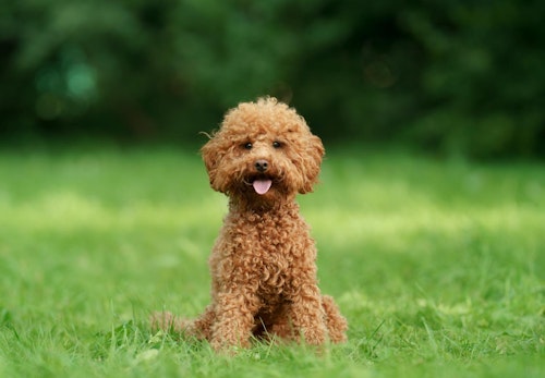 トイ プードルのしつけはいつから 始める時期としつけのコツ 問題行動への対処法を解説 獣医師監修 わんクォール トイ プードルのしつけはいつから 始める時期としつけのコツ 問題行動への対処法を解説 獣医師監修 わんクォール