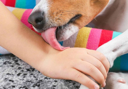 犬が飼い主の手を舐める理由は やめさせ方や注意点を解説 獣医師監修 わんクォール