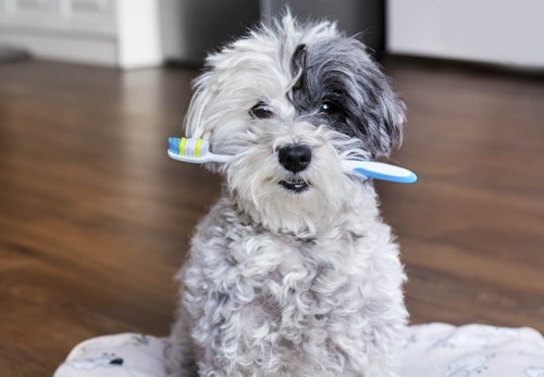 犬のマズルに触ることはなぜ必要 メリットと正しい触り方 注意点を解説 獣医師監修 わんクォール 犬のマズルに触ることはなぜ必要 メリットと正しい触り方 注意点を解説 獣医師監修 わんクォール