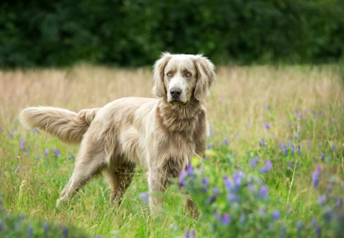 ワイマラナーの性格や特徴は 飼い方やしつけのコツについて解説 獣医師監修 わんクォール ワイマラナーの性格や特徴は 飼い方やしつけのコツについて解説 獣医師監修 わんクォール