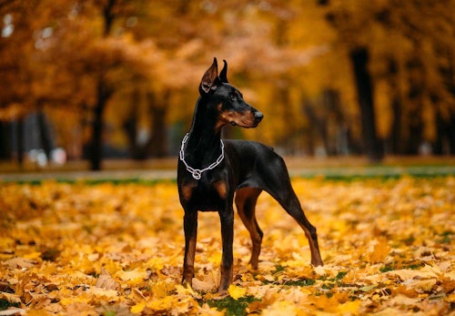 賢い犬ランキングtop5 学習能力が高い犬を飼う際の注意点を解説 獣医師監修 わんクォール 賢い犬ランキングtop5 学習能力が高い犬を飼う際の注意点を解説 獣医師監修 わんクォール