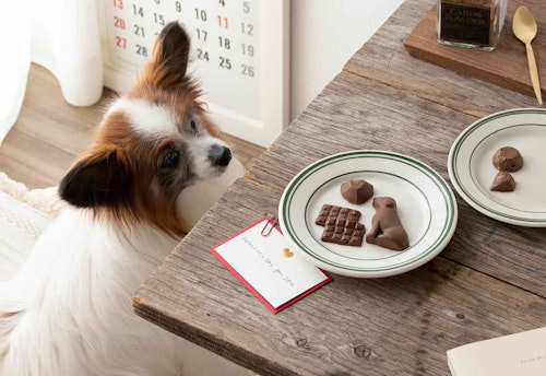 【チョコ風】愛犬にも与えられるバレンタインおやつ！混ぜて冷凍するだけの超簡単なキャロブパウダーを使ったレシピ