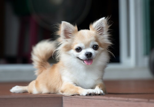 チワワのしつけはいつから 始める時期としつけのポイントを解説 獣医師監修 わんクォール チワワのしつけはいつから 始める時期としつけのポイントを解説 獣医師監修 わんクォール