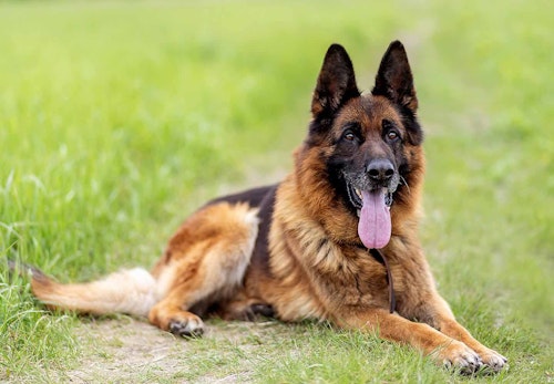 賢い犬ランキングtop5 学習能力が高い犬を飼う際の注意点を解説 獣医師監修 わんクォール 賢い犬ランキングtop5 学習能力が高い犬を飼う際の注意点を解説 獣医師監修 わんクォール