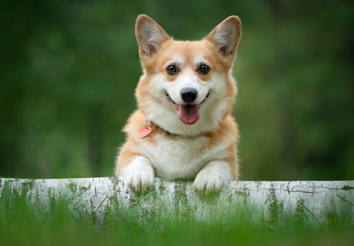 コーギーの平均寿命は何歳 長生きさせる秘訣やかかりやすい病気について解説 獣医師監修 わんクォール コーギーの平均寿命は何歳 長生きさせる秘訣やかかりやすい病気について解説 獣医師監修 わんクォール