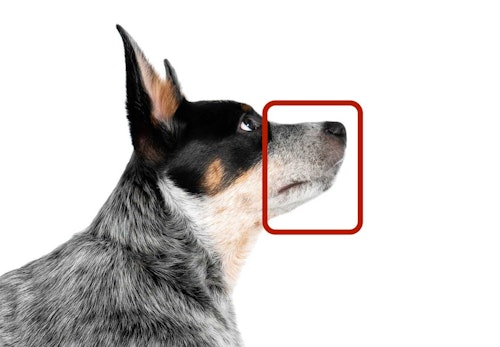 犬のマズルに触ることはなぜ必要 メリットと正しい触り方 注意点を解説 獣医師監修 わんクォール 犬のマズルに触ることはなぜ必要 メリットと正しい触り方 注意点を解説 獣医師監修 わんクォール