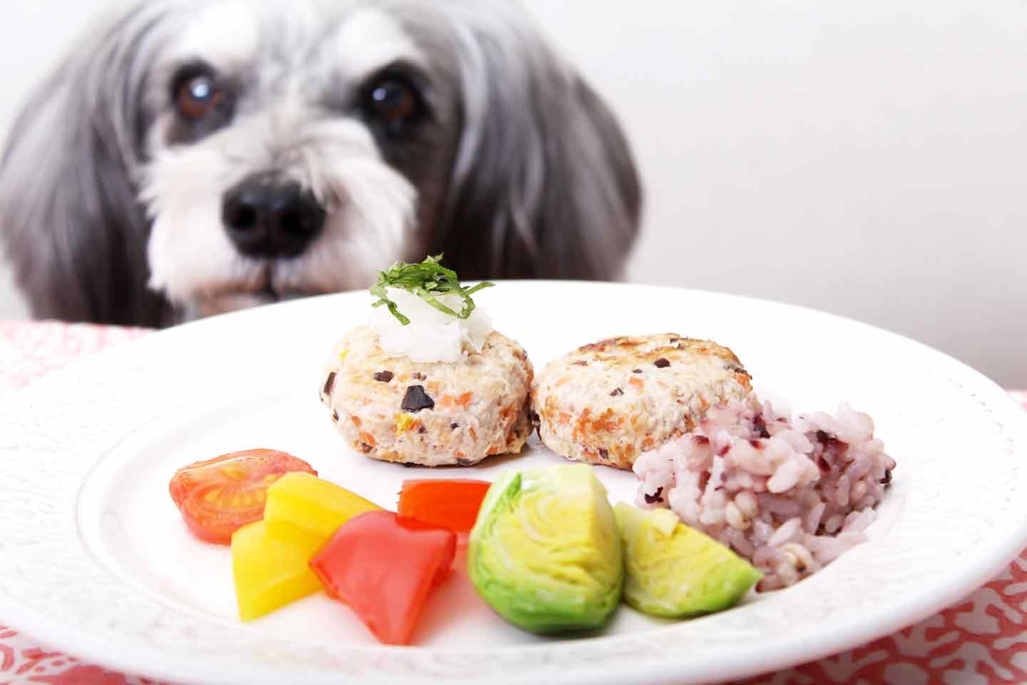 【乾燥予防】愛犬の食欲を刺激するれんこんハンバーグ！潤い効果のある食材で体内に水分補給をしてあげよう！