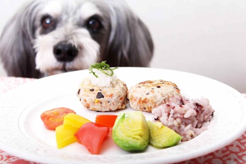 乾燥予防 愛犬の食欲を刺激するれんこんハンバーグ 潤い効果のある食材で体内に水分補給をしてあげよう わんクォール 乾燥予防 愛犬の食欲を刺激するれんこんハンバーグ 潤い効果のある食材で体内に水分補給をしてあげよう わんクォール