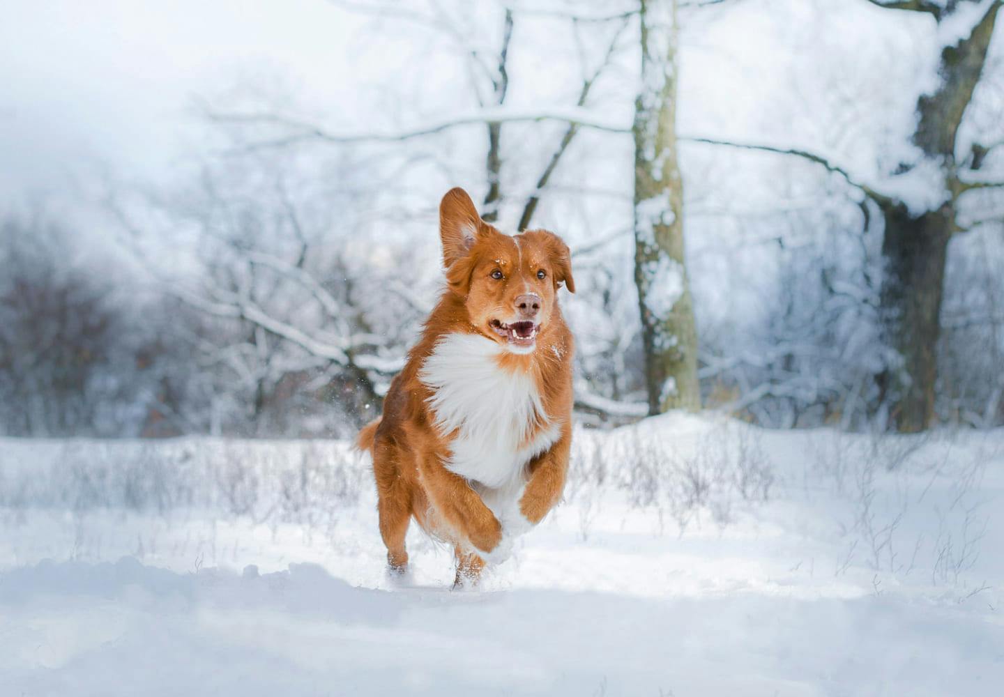 犬が冬に気をつけるべき病気・ケガ12選！健康に過ごすためのポイントも解説【獣医師監修】