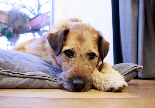犬の脱水症状に注意 原因と病院に行くべき症状 予防法について解説 獣医師監修 わんクォール