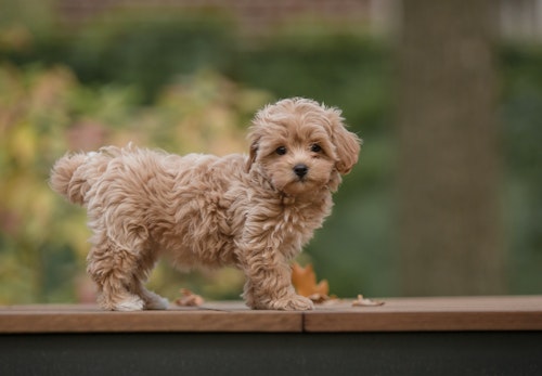 ミックス犬の平均寿命は何歳 純血種より長いのか短いのか 長生きさせる秘訣について解説 獣医師監修 わんクォール ミックス犬の平均寿命は何歳 純血種より長いのか短いのか 長生きさせる秘訣について解説 獣医師監修 わんクォール