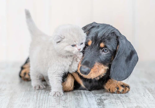 猫と同居できる犬種は 同居の注意点と必要な条件を解説 獣医師監修 わんクォール 猫と同居できる犬種は 同居の注意点と必要な条件を解説 獣医師監修 わんクォール