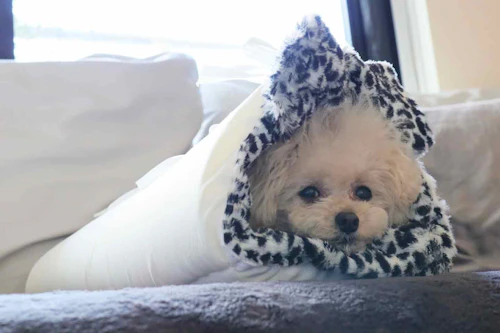 多機能4way 10分で簡単に作れる100均素材の愛犬用のマット トンネルベッド 冬でも快適な防寒アイテム わんクォール 多機能4way 10分で簡単に作れる100均素材の愛犬用のマット トンネルベッド 冬でも快適な防寒アイテム わんクォール