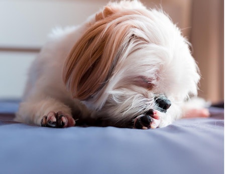 犬が自分の足を舐めたり 噛んだりするのはなぜ 考えられる原因と対処法を解説 獣医師監修 わんクォール 犬が自分の足を舐めたり 噛んだりするのはなぜ 考えられる原因と対処法を解説 獣医師監修 わんクォール