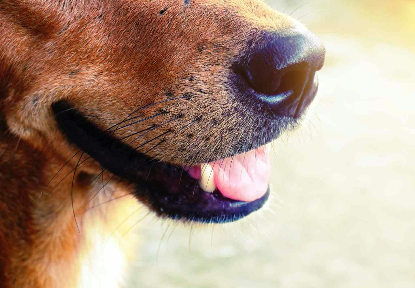 犬のマズルとは、どの部分？ マズルコントロールはダメ？ メリットと正しい触り方、注意点を解説【獣医師監修】