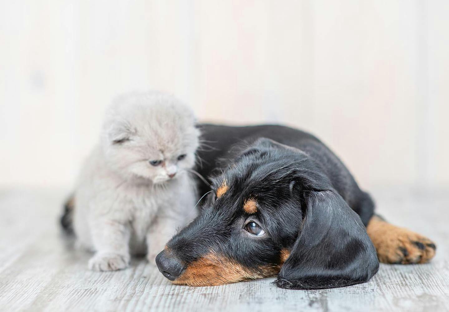 猫と同居できる犬種は？同居の注意点と必要な条件を解説【獣医師監修】|ワンクォール