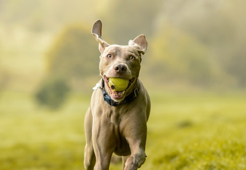 ワイマラナーの性格や特徴は 飼い方やしつけのコツについて解説 獣医師監修 わんクォール ワイマラナーの性格や特徴は 飼い方やしつけのコツについて解説 獣医師監修 わんクォール