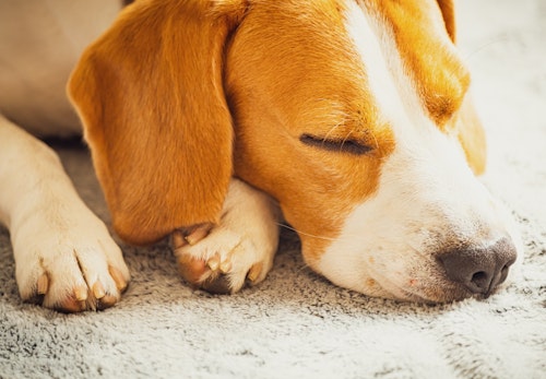 犬にタコを食べさせても大丈夫 ビタミンb1欠乏症やアレルギーなどの注意点について解説 獣医師監修 わんクォール 犬にタコを食べさせても大丈夫 ビタミンb1欠乏症やアレルギーなどの注意点について解説 獣医師監修 わんクォール