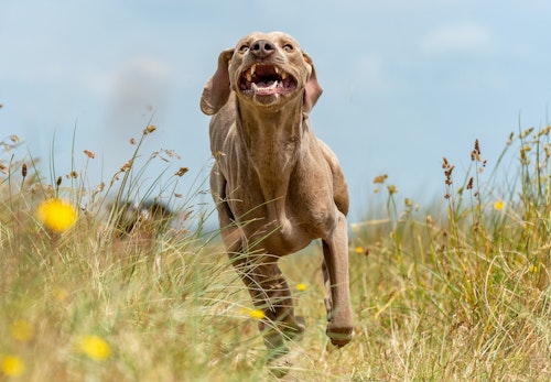 ワイマラナーの性格や特徴は 飼い方やしつけのコツについて解説 獣医師監修 わんクォール ワイマラナーの性格や特徴は 飼い方やしつけのコツについて解説 獣医師監修 わんクォール