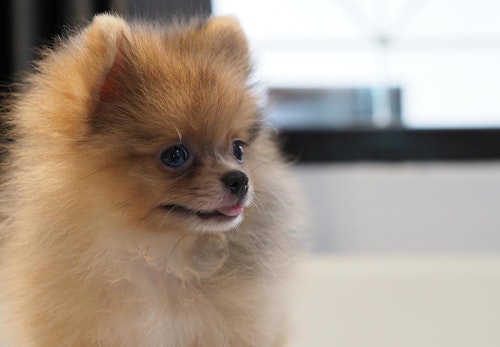 ポメラニアンの猿期とは いつから始まりいつ終わるのかと注意点を解説 獣医師監修 わんクォール ポメラニアンの猿期とは いつから始まりいつ終わるのかと注意点を解説 獣医師監修 わんクォール