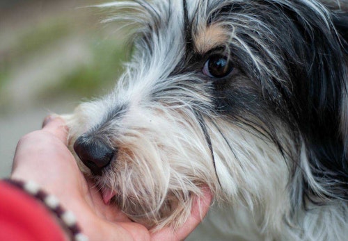 犬が飼い主の手を舐める理由は やめさせ方や注意点を解説 獣医師監修 わんクォール 犬が飼い主の手を舐める理由は やめさせ方や注意点を解説 獣医師監修 わんクォール