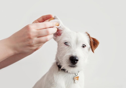 犬が耳をかゆがるのは耳ダニが原因 注意すべき症状と対処法を解説 獣医師監修 わんクォール 犬が耳をかゆがるのは耳ダニが原因 注意すべき症状と対処法を解説 獣医師監修 わんクォール