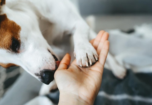 犬が飼い主の手を舐める理由は やめさせ方や注意点を解説 獣医師監修 わんクォール 犬が飼い主の手を舐める理由は やめさせ方や注意点を解説 獣医師監修 わんクォール