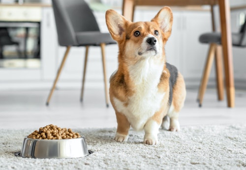 コーギーの平均寿命は何歳 長生きさせる秘訣やかかりやすい病気について解説 獣医師監修 わんクォール コーギーの平均寿命は何歳 長生きさせる秘訣やかかりやすい病気について解説 獣医師監修 わんクォール