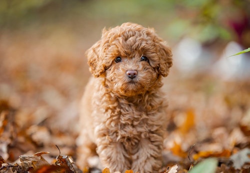 賢い犬ランキングtop5 学習能力が高い犬を飼う際の注意点を解説 獣医師監修 わんクォール 賢い犬ランキングtop5 学習能力が高い犬を飼う際の注意点を解説 獣医師監修 わんクォール