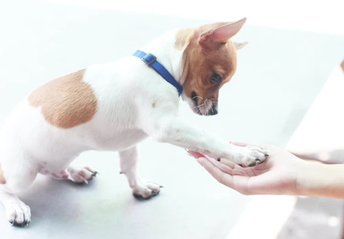 チワワのしつけはいつから 始める時期としつけのポイントを解説 獣医師監修 わんクォール チワワのしつけはいつから 始める時期としつけのポイントを解説 獣医師監修 わんクォール