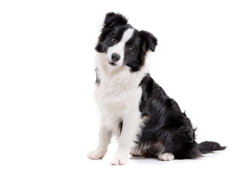 賢い犬ランキングTOP5！学習能力が高い犬を飼う際の注意点を解説【獣医師監修】