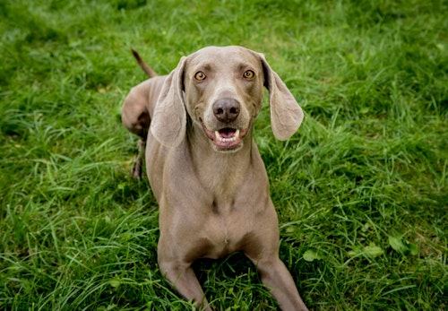 ワイマラナーの性格や特徴は 飼い方やしつけのコツについて解説 獣医師監修 わんクォール ワイマラナーの性格や特徴は 飼い方やしつけのコツについて解説 獣医師監修 わんクォール