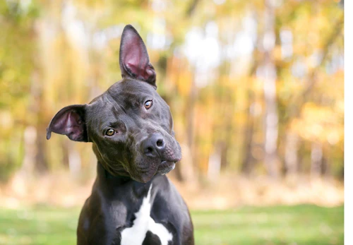 犬が耳をかゆがるのは耳ダニが原因 注意すべき症状と対処法を解説 獣医師監修 わんクォール 犬が耳をかゆがるのは耳ダニが原因 注意すべき症状と対処法を解説 獣医師監修 わんクォール