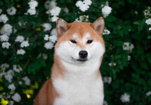 柴犬のキツネ顔とタヌキ顔とは 見分け方や特徴を解説 獣医師監修 わんクォール 柴犬のキツネ顔とタヌキ顔とは 見分け方や特徴を解説 獣医師監修 わんクォール