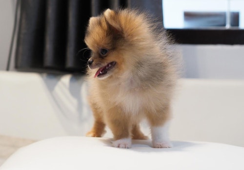 ポメラニアンの猿期とは いつから始まりいつ終わるのかと注意点を解説 獣医師監修 わんクォール ポメラニアンの猿期とは いつから始まりいつ終わるのかと注意点を解説 獣医師監修 わんクォール