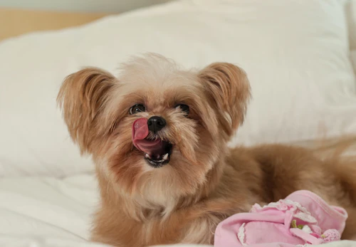 ミックス犬の平均寿命は何歳 純血種より長いのか短いのか 長生きさせる秘訣について解説 獣医師監修 わんクォール ミックス犬の平均寿命は何歳 純血種より長いのか短いのか 長生きさせる秘訣について解説 獣医師監修 わんクォール