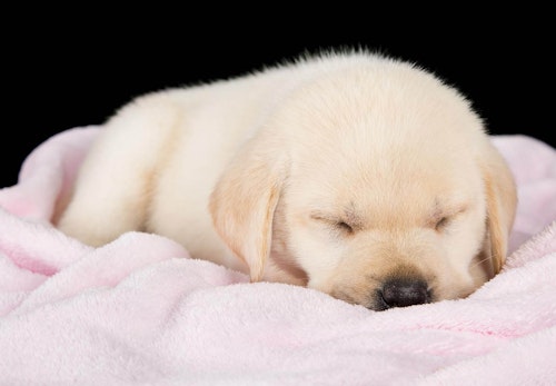 犬の寝床を快適にするには？犬用ベッドの選び方やお手入れのコツを解説【獣医師監修】