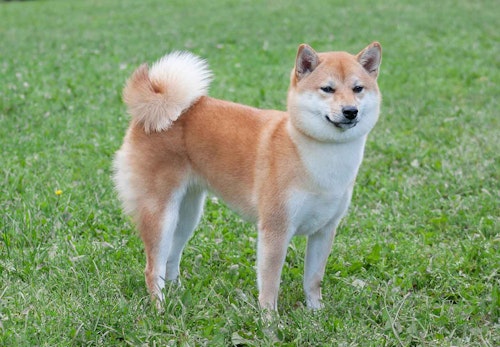 柴犬のキツネ顔とタヌキ顔とは 見分け方や特徴を解説 獣医師監修 わんクォール 柴犬のキツネ顔とタヌキ顔とは 見分け方や特徴を解説 獣医師監修 わんクォール