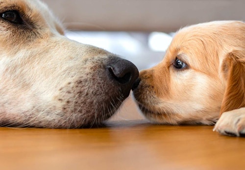 犬のマズルに触ることはなぜ必要 メリットと正しい触り方 注意点を解説 獣医師監修 わんクォール 犬のマズルに触ることはなぜ必要 メリットと正しい触り方 注意点を解説 獣医師監修 わんクォール