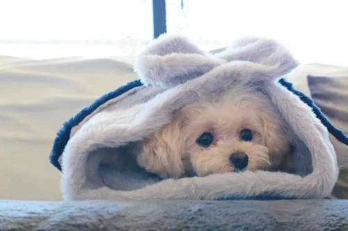 多機能4way 10分で簡単に作れる100均素材の愛犬用のマット トンネルベッド 冬でも快適な防寒アイテム わんクォール 多機能4way 10分で簡単に作れる100均素材の愛犬用のマット トンネルベッド 冬でも快適な防寒アイテム わんクォール