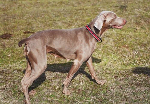 ワイマラナーの性格や特徴は 飼い方やしつけのコツについて解説 獣医師監修 わんクォール ワイマラナーの性格や特徴は 飼い方やしつけのコツについて解説 獣医師監修 わんクォール