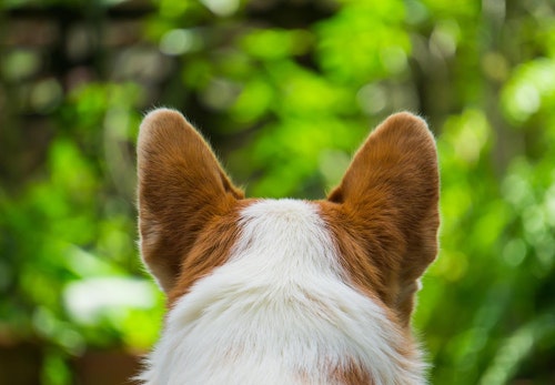 犬が耳をかゆがるのは耳ダニが原因 注意すべき症状と対処法を解説 獣医師監修 わんクォール 犬が耳をかゆがるのは耳ダニが原因 注意すべき症状と対処法を解説 獣医師監修 わんクォール