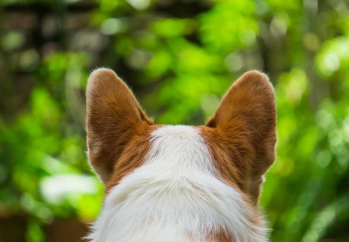 犬が耳をかゆがるのは耳ダニが原因 注意すべき症状と対処法を解説 獣医師監修 わんクォール