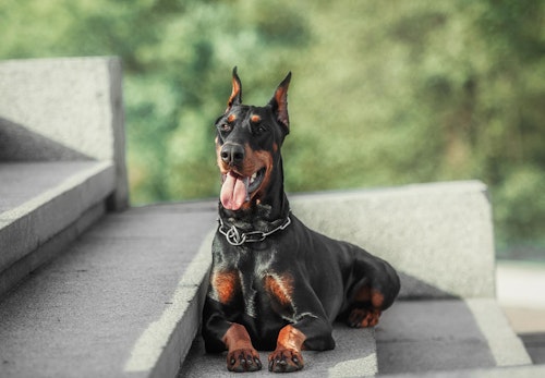 賢い犬ランキングtop5 学習能力が高い犬を飼う際の注意点を解説 獣医師監修 わんクォール 賢い犬ランキングtop5 学習能力が高い犬を飼う際の注意点を解説 獣医師監修 わんクォール