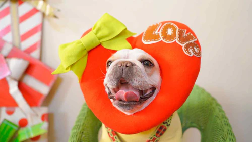 愛犬のかぶりもの バレンタインにハートのコスプレ 100均の材料だけで作れる簡単ハンドメイド わんクォール 愛犬のかぶりもの バレンタインにハートのコスプレ 100均の材料だけで作れる簡単ハンドメイド わんクォール