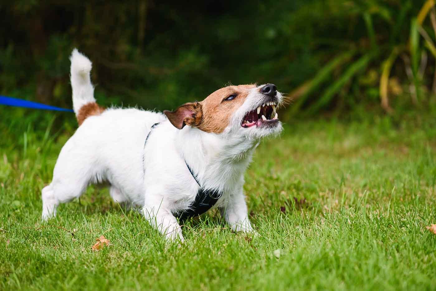 吠えたてる犬