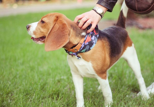 犬にも保湿が必要 乾燥肌になりやすい理由とスキンケアの方法を解説 獣医師監修 わんクォール 犬にも保湿が必要 乾燥肌になりやすい理由とスキンケアの方法を解説 獣医師監修 わんクォール